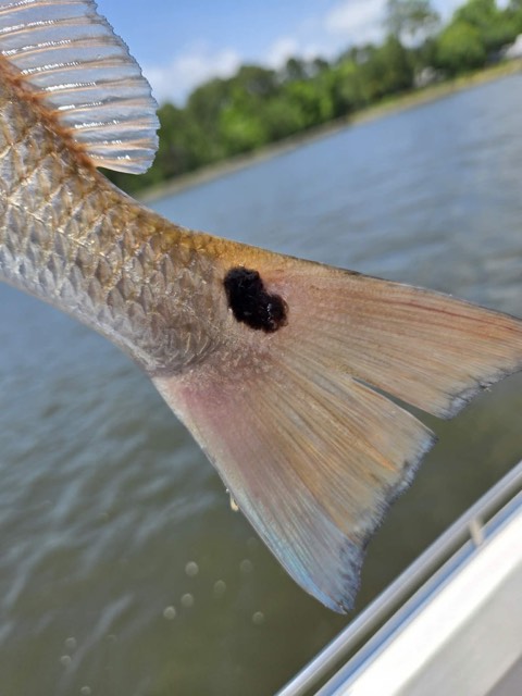 Guest photo from a private fishing charter around 30A and South Walton — gallery image 122
